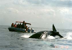 Whaling boat