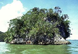Island in Los Haitises National Park
